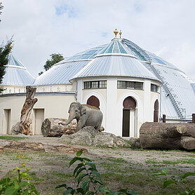 Elefantenhaus Hellabrunn, Sicherheit am Dach